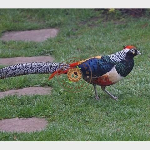 

Telur ayam hias ringneck lady red amherst pheasant fertil asli KURNIA PRATAMA ID