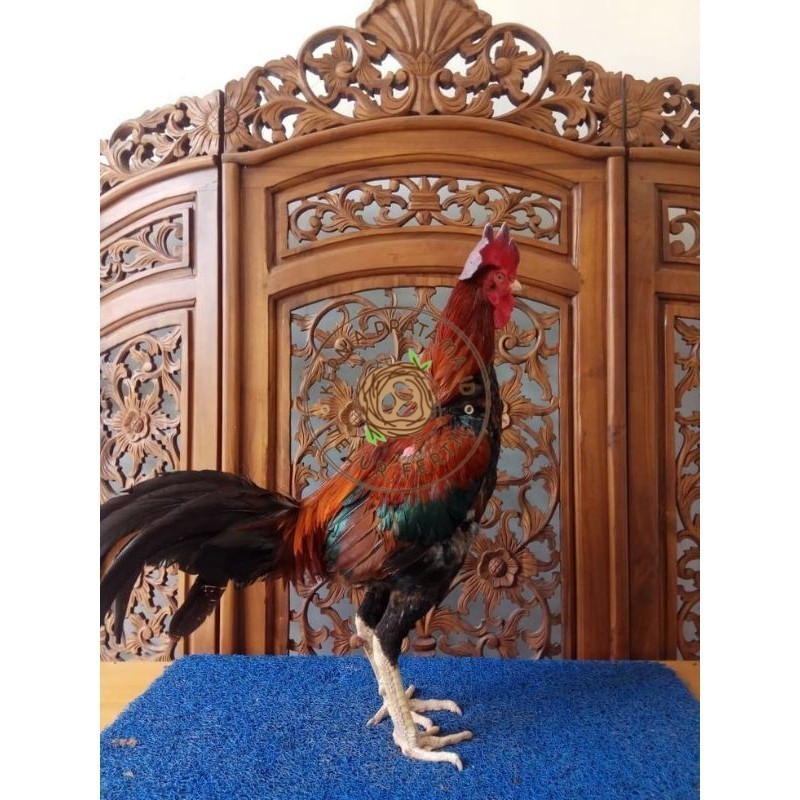 

TELUR PHAKOY MURAH FRESH FERTIL KURNIA PRATAMA ID