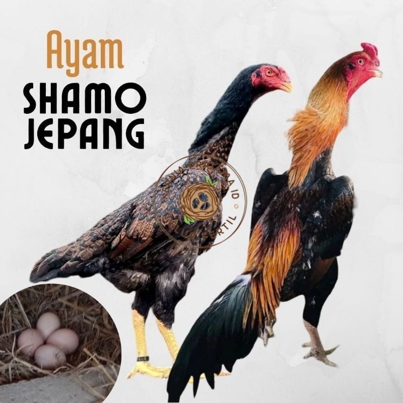

telur ayam shamo jepang ori petarung bisa untuk di tetaskan KURNIA PRATAMA ID