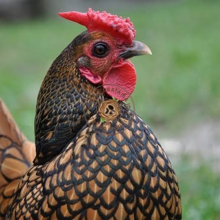 

Telur ayam serama kate batik kanada telur ayam hias fertil siap tetas KURNIA PRATAMA ID