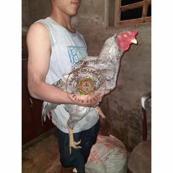 

Telur ayam gorila / gorilla jumbo siap ditetaskan KURNIA PRATAMA ID
