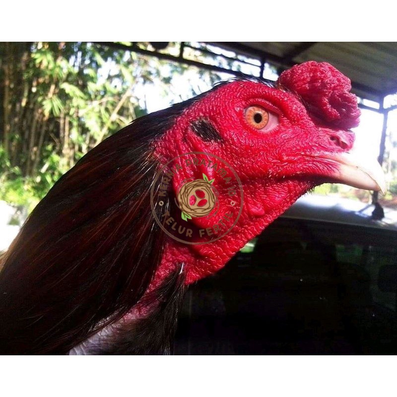 

Telur ayam bangkok ekor lidi terbaru terlaris KURNIA PRATAMA ID