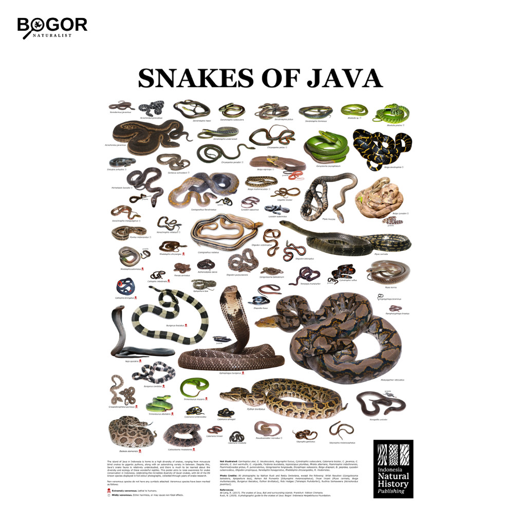 

Poster Snakes of Java by Indonesia Natural History Publishing