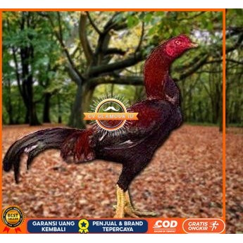 

Telur Ayam Pakhoy Full Brakot Ori Siap Di Tetaskan Jaminan Super Oiginal Bergaransi CV GLAMOUR ID