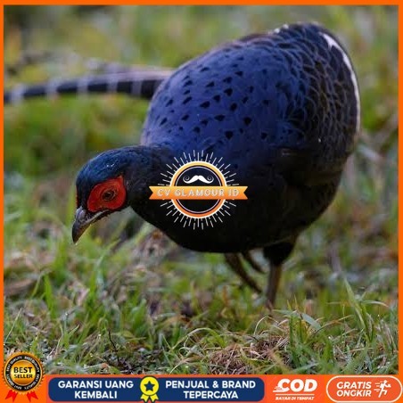 

Telur ayam hias ringneck mikado pheasant fertil bisa ditetaskan Langsung CV GLAMOUR ID