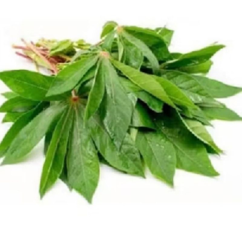 

Daun singkong 1kg ikat
