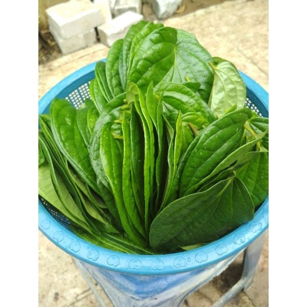 

OHI Daun sirih Segar 100% Organik (Minimal order 10 Helai)