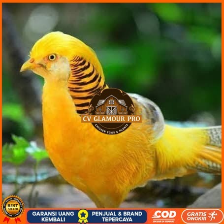 

Telur ayam hias ringneck yellow pheasant fertil untuk ditetaskan CV GLAMOUR PRO