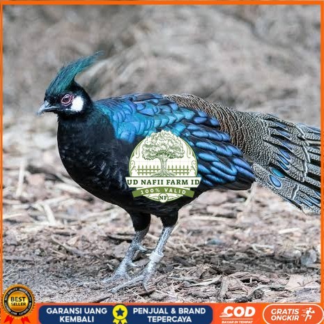 

Telur ayam hias ringneck palawan pheasant fertil untuk ditetaskan Langsung UD NAFII FARM ID