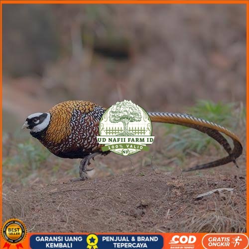 

Telur ayam hias ringneck reeves pheasant fertil asli UD NAFII FARM ID