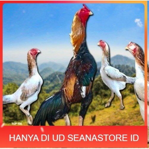 

telur ayam shamo ori super garansi UD SEANASTORE ID
