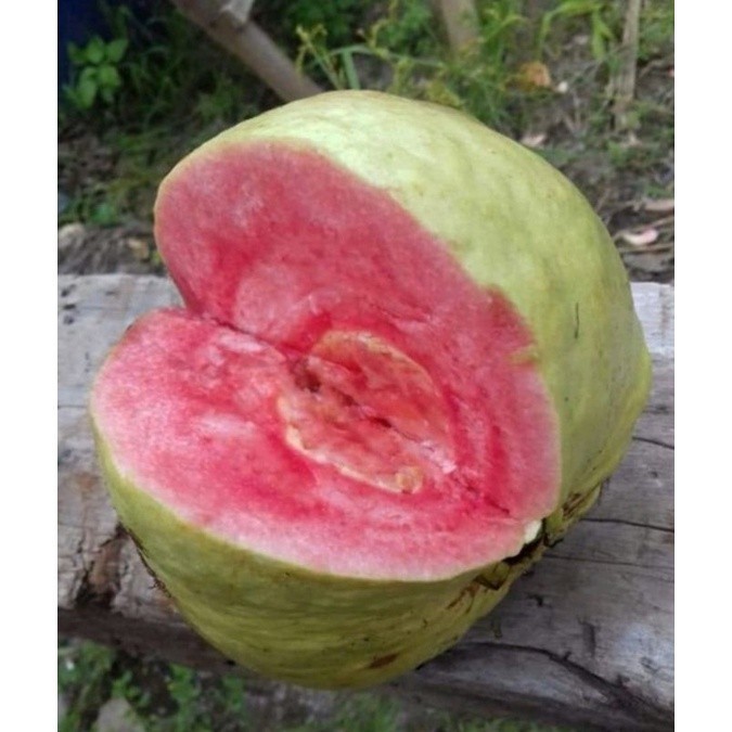 

[promo] bibit tanaman buah jambu kristal merah hasil okulasi berkualitas ukuran 30-80cm terlaris terlaris