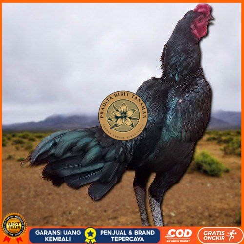 

3 BIJI TELUR PAMA PUKUL STROM promo keras berkualitas unggul PRADITA BIBIT TANAMAN