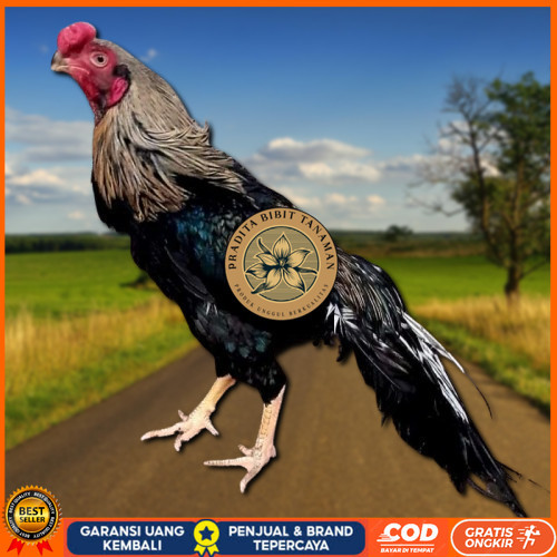 

telur ayam hias assel parrot untuk di tetaskan PRADITA BIBIT TANAMAN