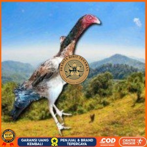 

telur ayam shamo eropa ori bisa untuk di tetaskan vertil super garansi PRADITA BIBIT TANAMAN