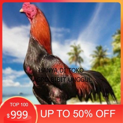 

telur ayam bangkok original bisa untuk di tetaskan agro.bibit.unggul