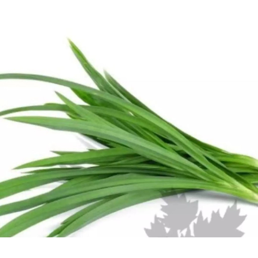 Daun Pandan Wangi, Jual Daun Segar Pandan Wangi (Daun)