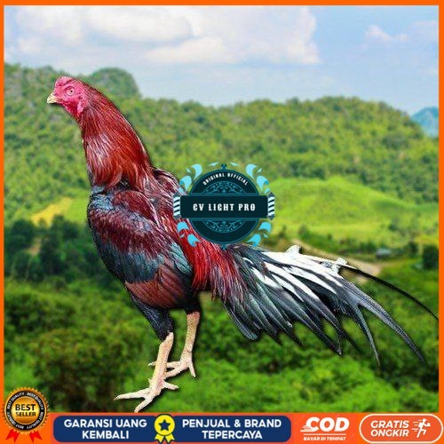 

TELUR AYAM EKOR LIDI KELABU (TERLARIS) CV LIGHT PRO