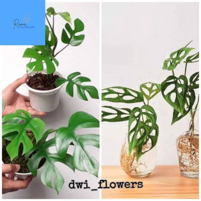 # ( BISA COD ) PAKET 2 Tanaman Hias Monstera Tetrasperma & Monstera Janda Bolong Jandbol / Bunga Hia