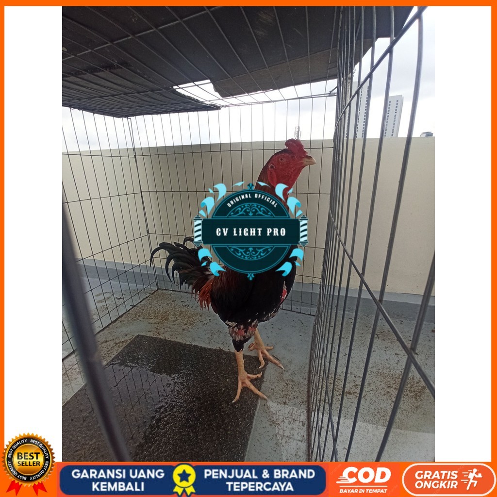 

Telur ayam bangkok shamo taiwan / ayam petarung aduan bisa ditetaskan CV LIGHT PRO