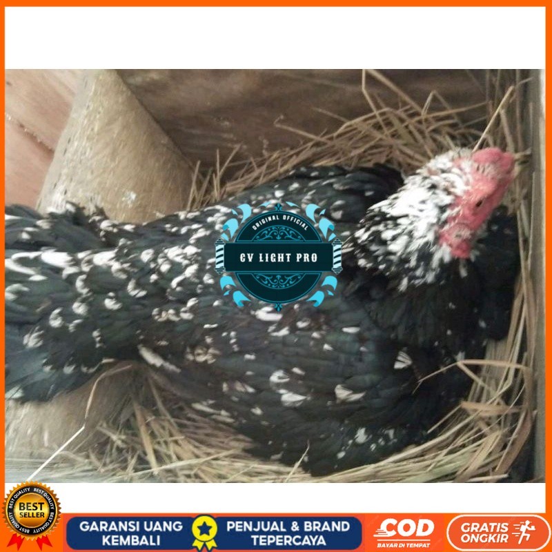 

telur Ayam Bangkok Clasik ekor lidi Fertil terlaris CV LIGHT PRO