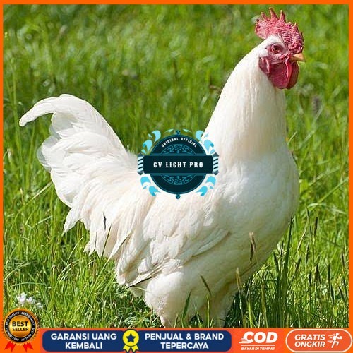 

Telur ayam leghorn white / telur ayam hias / telur fertil siap cod CV LIGHT PRO