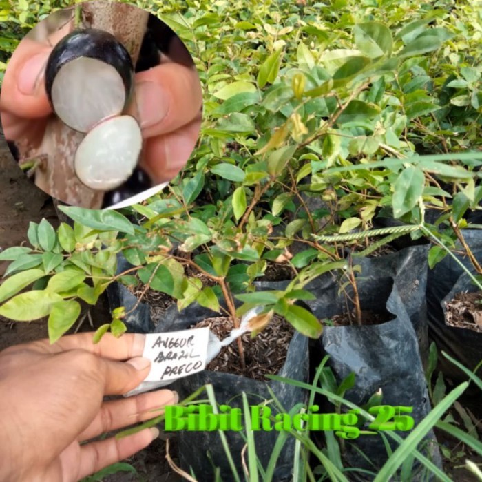 Bibit Anggur freco Tanaman Anggur Brazil