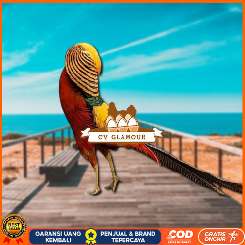 

telur ayam golden pheasant asli bisa untuk di tetaskan CV GLAMOUR