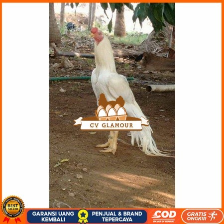 

Telur ayam hias putih nasional bangkok putih siap tetas - ayam nasional CV GLAMOUR