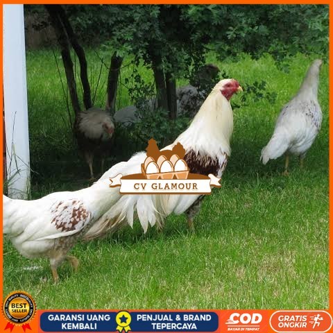 

Telur ayam hias yokohama fertil bisa ditetaskan Langsung CV GLAMOUR