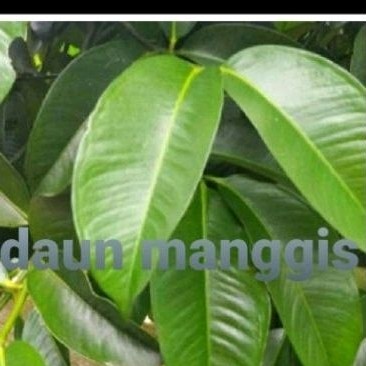

daun manggis sgar 30 pcs' daunherbal alami .