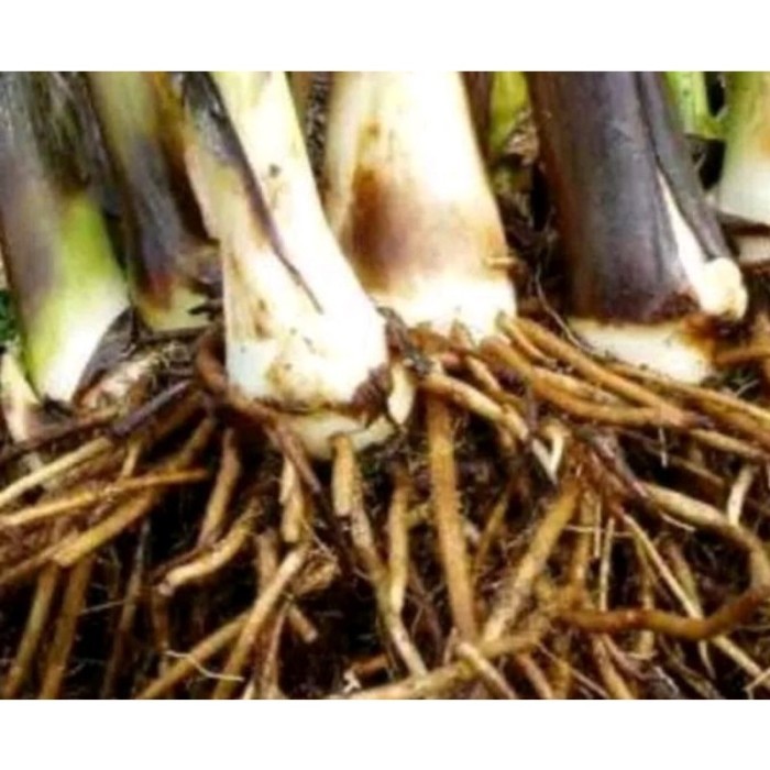 

akar pohon pisang batu segar per 1kg,untuk herbal Terlaris .