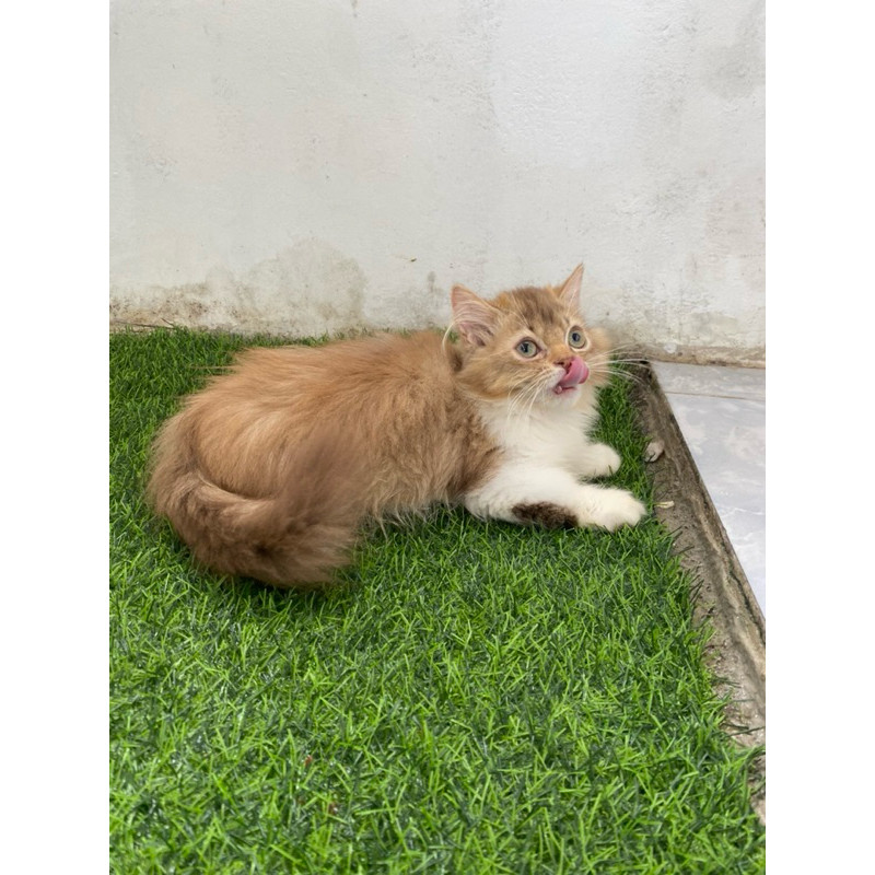 kucing munchkin British long gair golden jantan