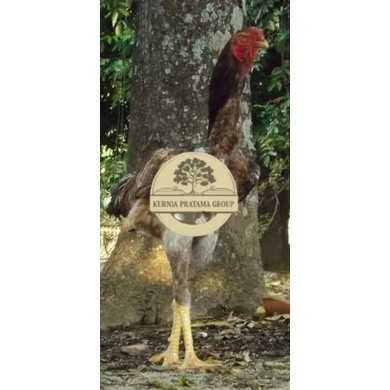 

TELUR AYAM KINGGOR / king GORILA SUPER UNTUK DI TETASKAN KURNIA PRATAMA GROUP