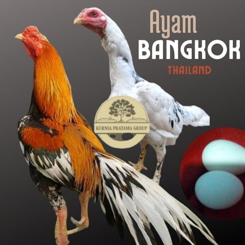 

telur ayam bangkok petarung bisa untuk di tetaskan KURNIA PRATAMA GROUP