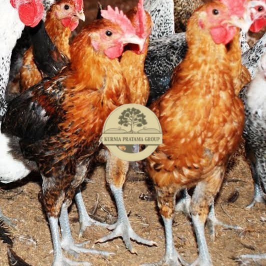 

Telur ayam elba petelur handal fertil asli siap ditetaskan - telur-ayam-elba KURNIA PRATAMA GROUP