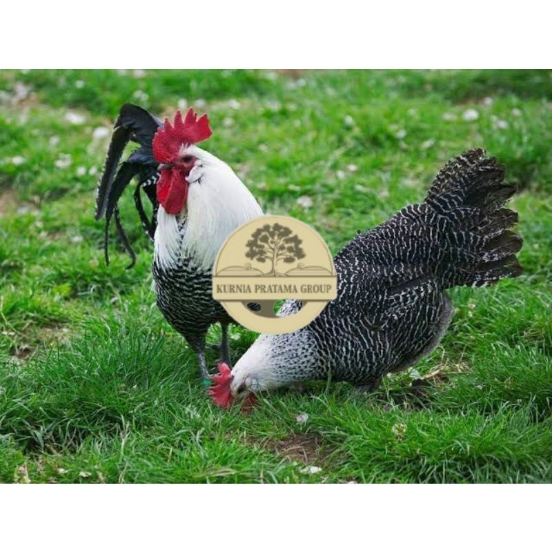 

TELUR AYAM ARAB PETELUR SUPER UNTUK DI TETASKAN KURNIA PRATAMA GROUP