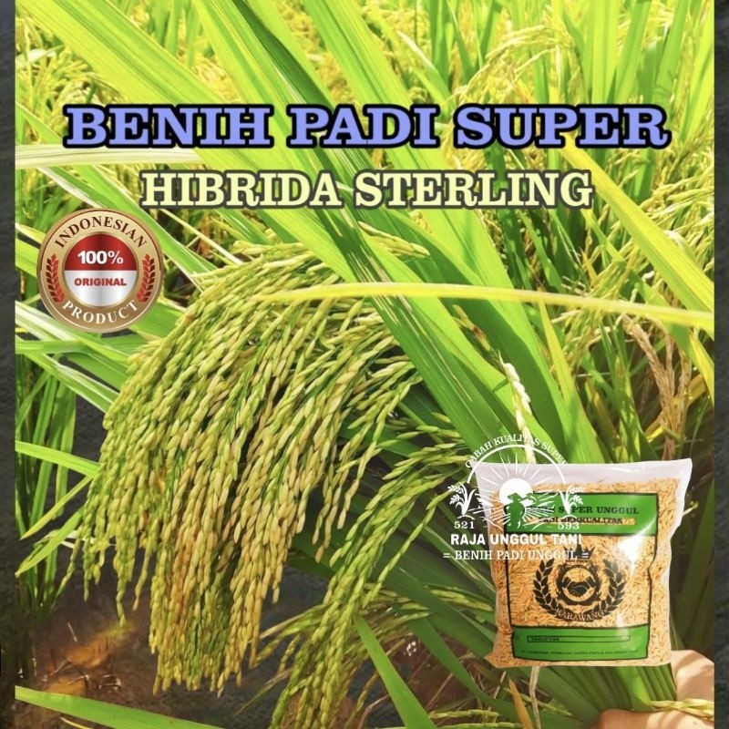 JAMIN MURAH BENIH BIBIT PADI UNGGUL 1KG SUPER GENJAH HIBRIDA STERLING GABAH BERKUALITAS(BISA LANGSUN