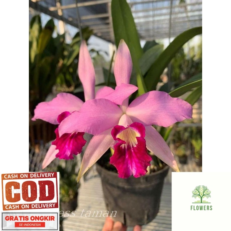 Anggrek dendrobium dewasa bunga pink dalmation tanaman anggrek dendrobium