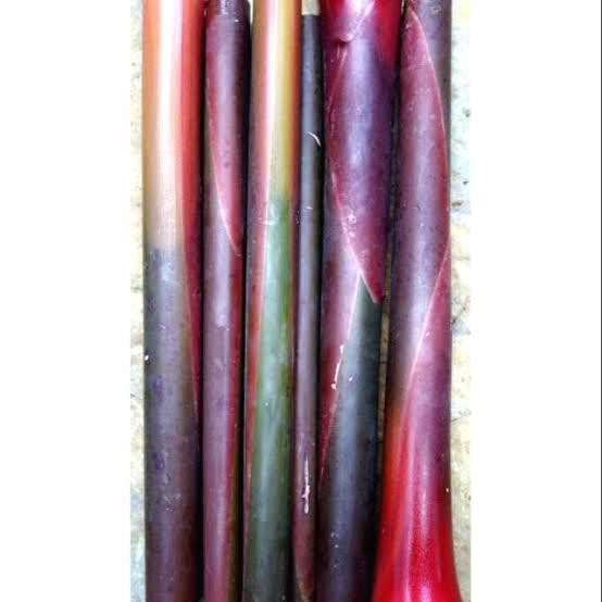 

jual batang kecombrang 50 cm ready