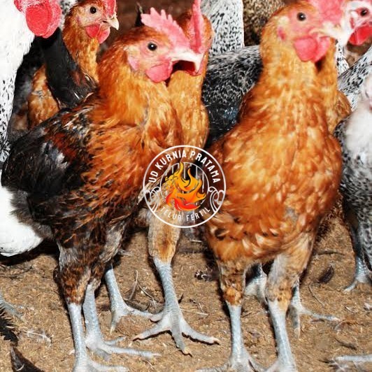 

Telur ayam elba petelur handal fertil asli siap ditetaskan - telur-ayam-elba UD KURNIA PRATAMA