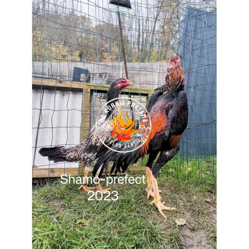 

Shamo Perfeck terlaris 100% UD KURNIA PRATAMA