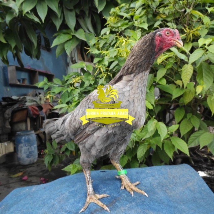 

Telur ayam bangkok birma fertil / ayam petarung aduan untuk ditetaskan Langsung KURNIA PRATAMA ABADI