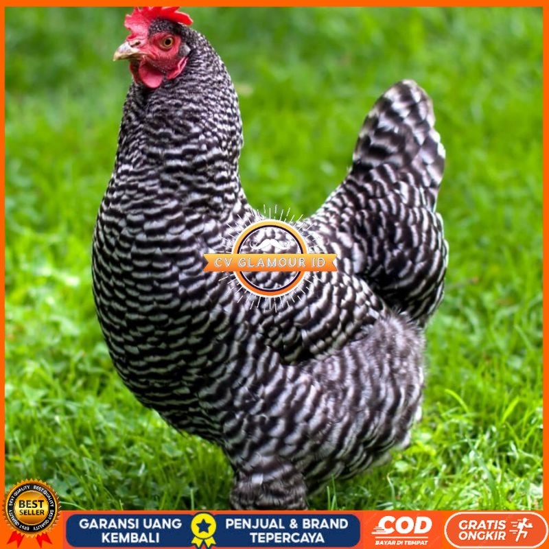 

TELUR AYAM HIAS PETELUR BARRED ROCK UNTUK DI TETASKAN CV GLAMOUR ID