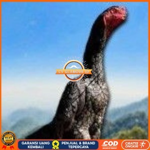 

telur ayam shamo super original CV GLAMOUR ID