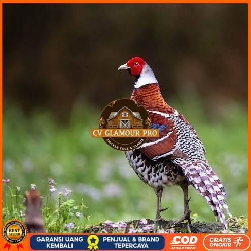 

Telur ayam hias ringneck elliot pheasant fertil bisa ditetaskan CV GLAMOUR PRO