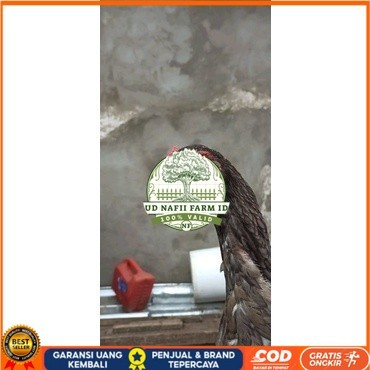 

Shamo Eropa Kelabu .Terlaris asli 100% UD NAFII FARM ID