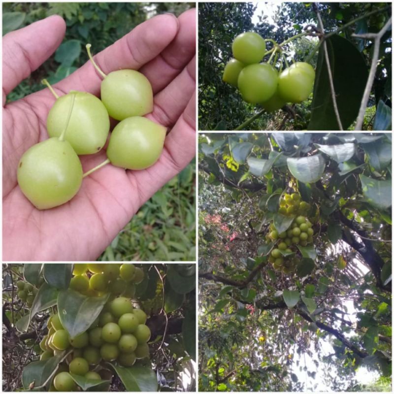 

Buah canar/anggur hutan segar bahan manisan 1 kg