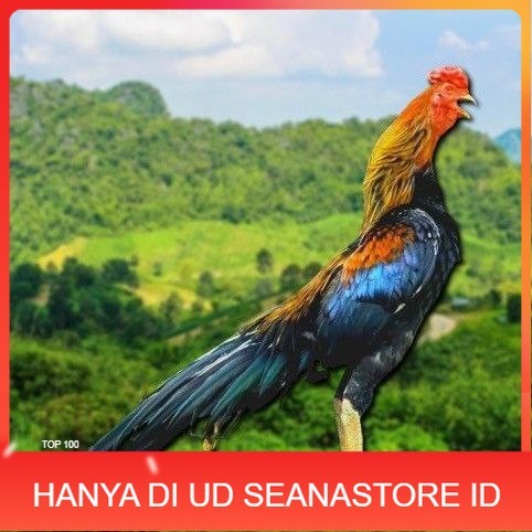 

telur ayam ekor lidi original bisa untuk di tetaskan UD SEANASTORE ID
