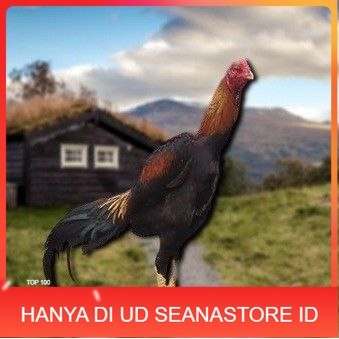 

telur tetas ayam shamo petarung UD SEANASTORE ID